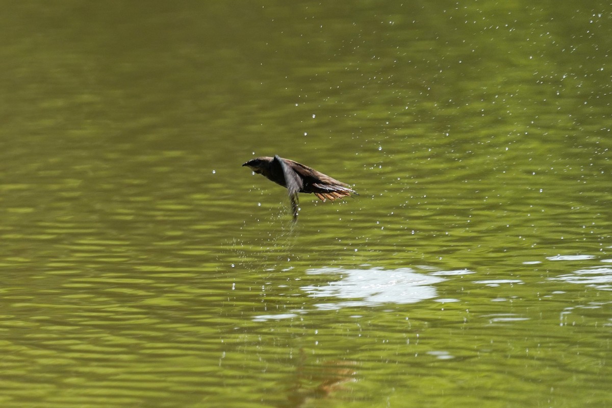 Chimney Swift - ML583120461