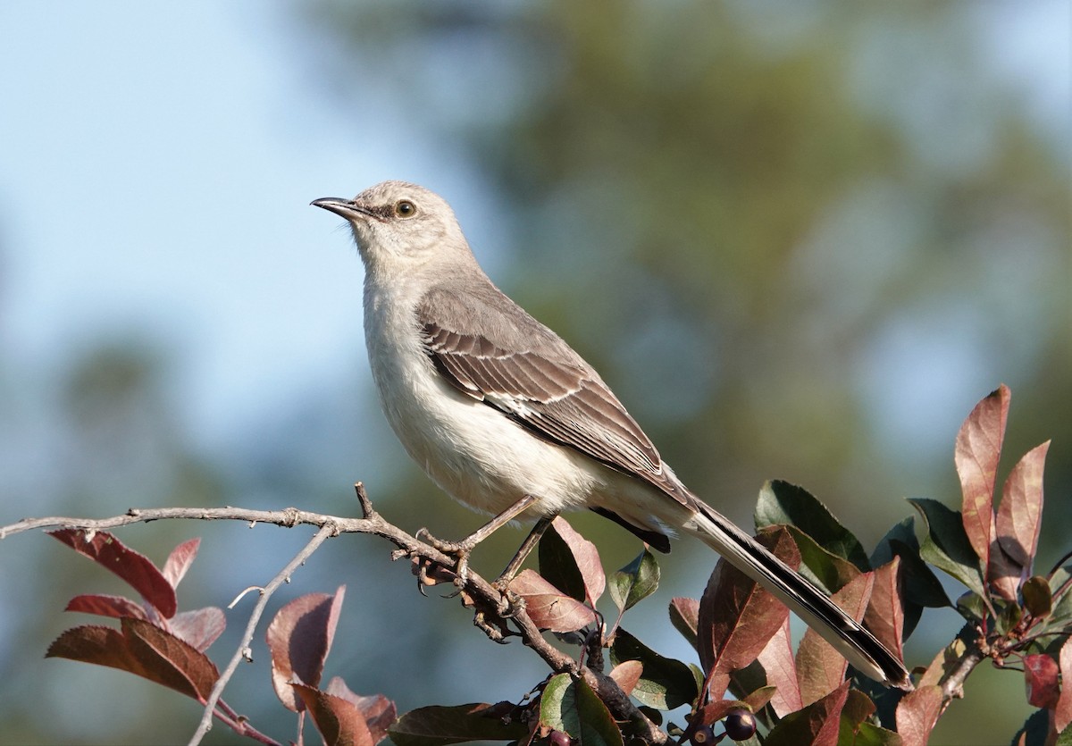 Northern Mockingbird - ML583120651