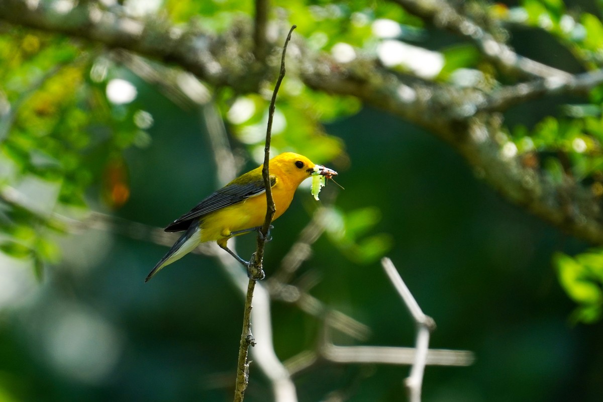 Prothonotary Warbler - ML583120691