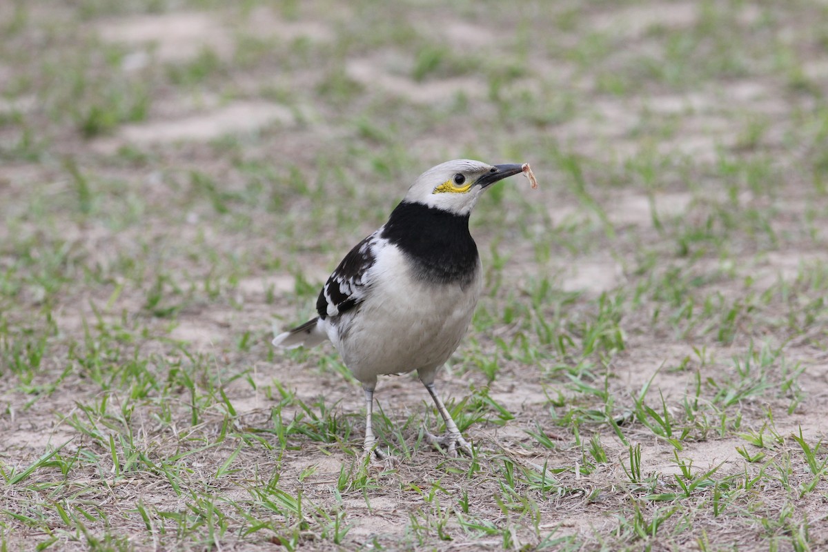 Black-collared Starling - ML583120771