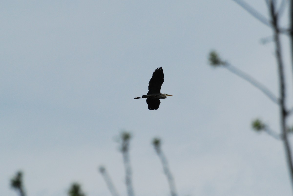 Great Blue Heron - ML58312121