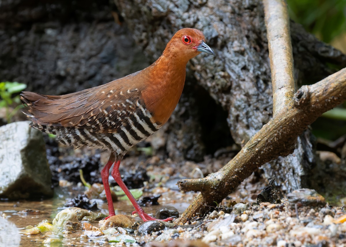 Kırmızı Ayaklı Kestane Yelvesi - ML583122131