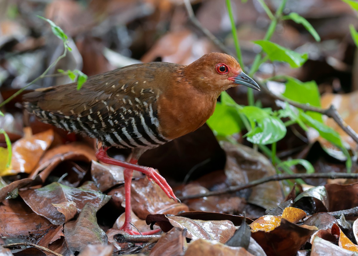 Kırmızı Ayaklı Kestane Yelvesi - ML583122141