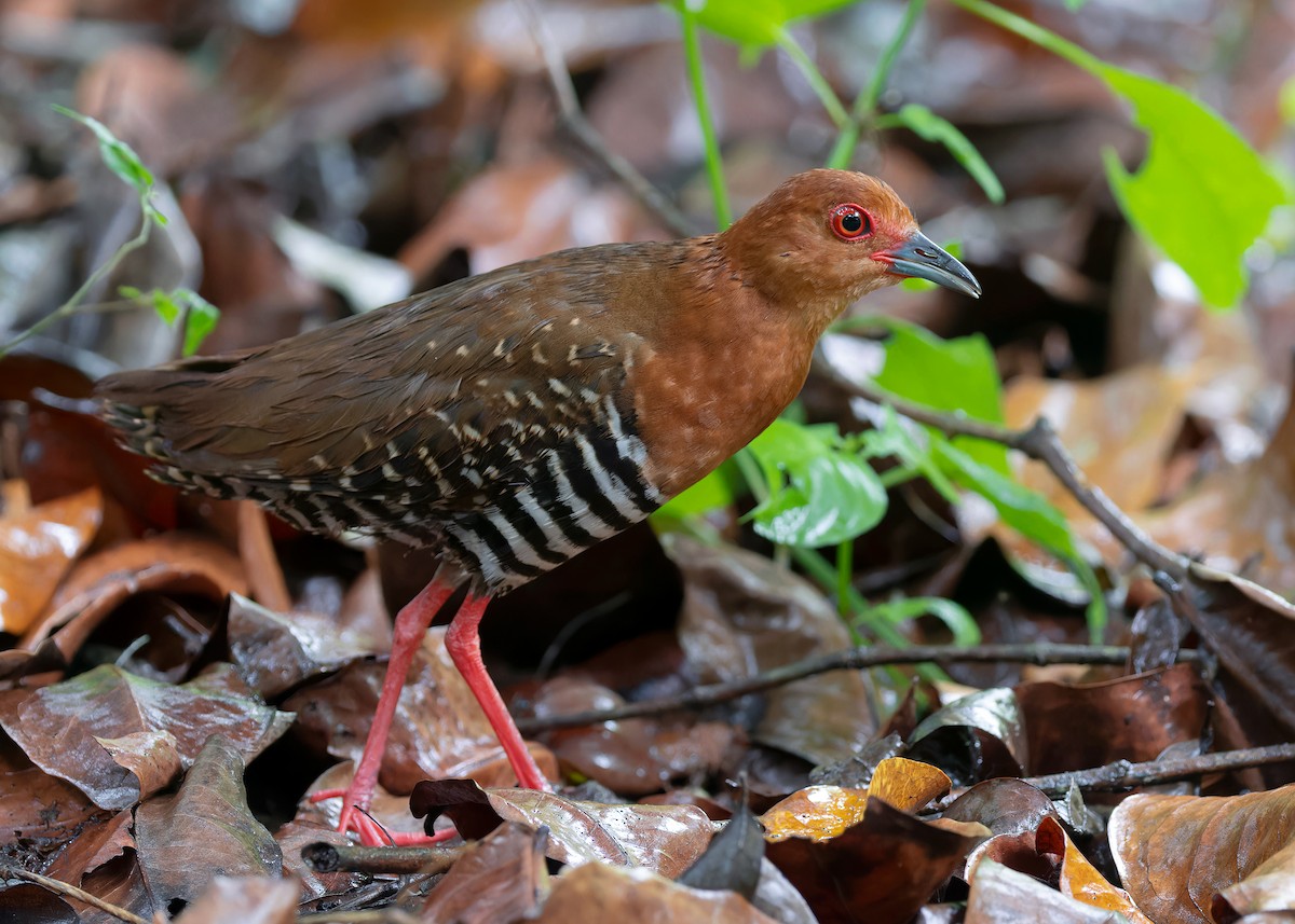 Kırmızı Ayaklı Kestane Yelvesi - ML583122151