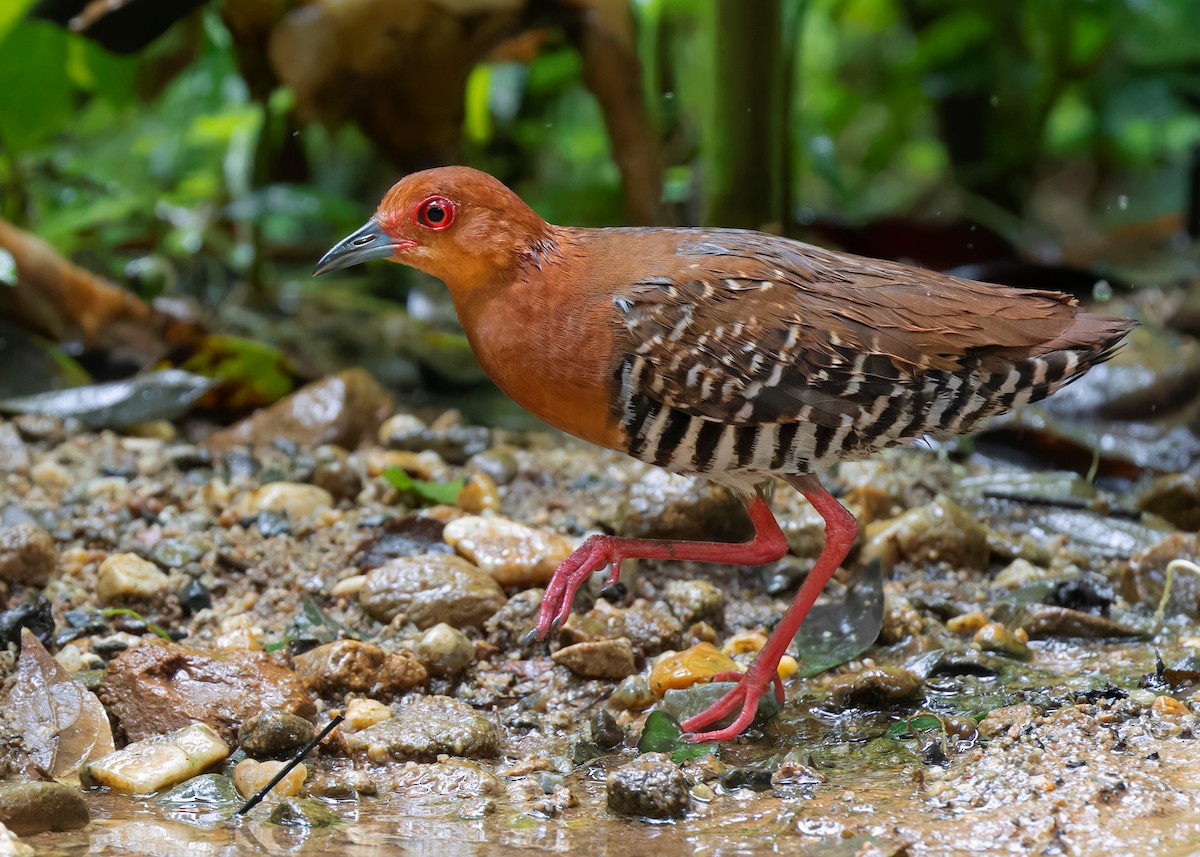 Kırmızı Ayaklı Kestane Yelvesi - ML583122161