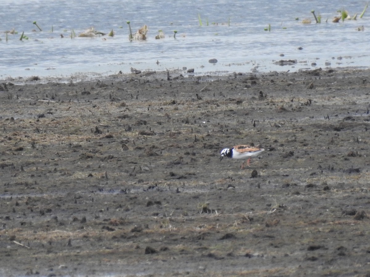 Ruddy Turnstone - ML58312231