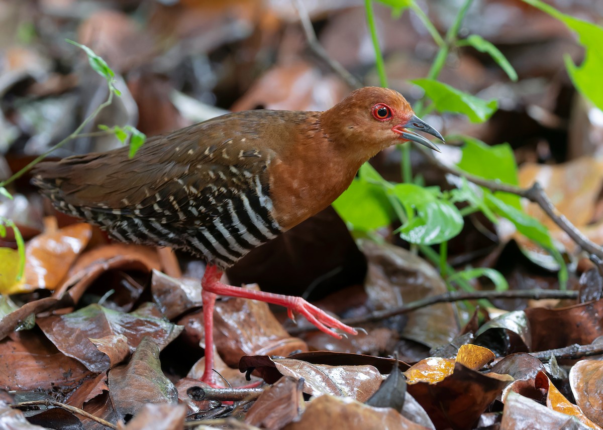 Kırmızı Ayaklı Kestane Yelvesi - ML583122931