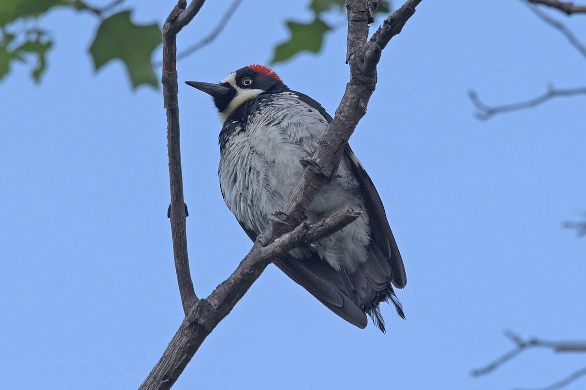 Acorn Woodpecker - ML583124951