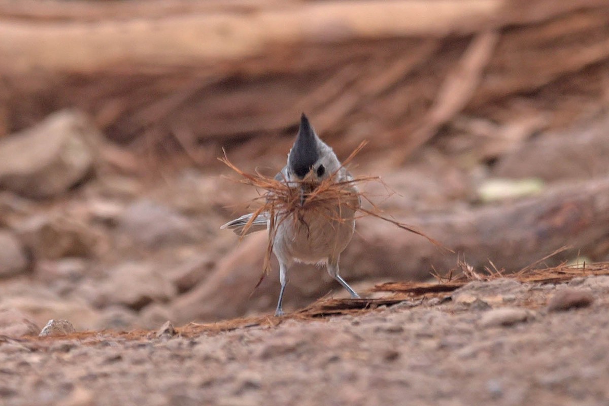 Black-crested Titmouse - ML583125021