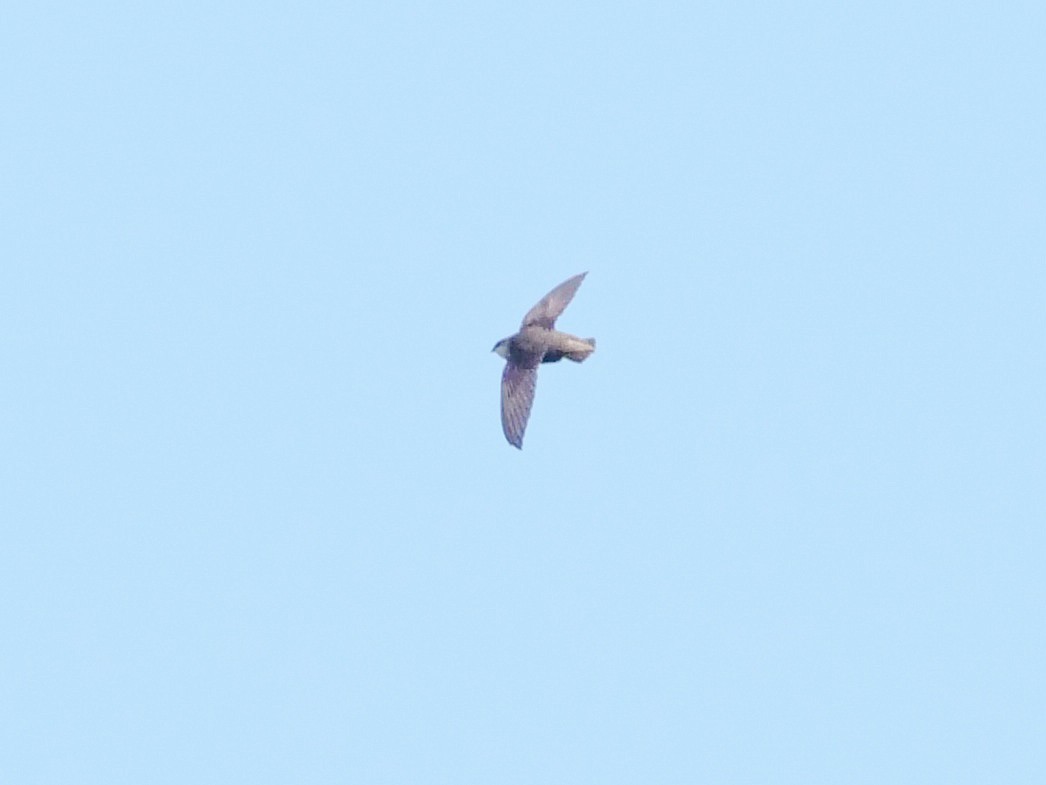 Chimney Swift - ML583125141