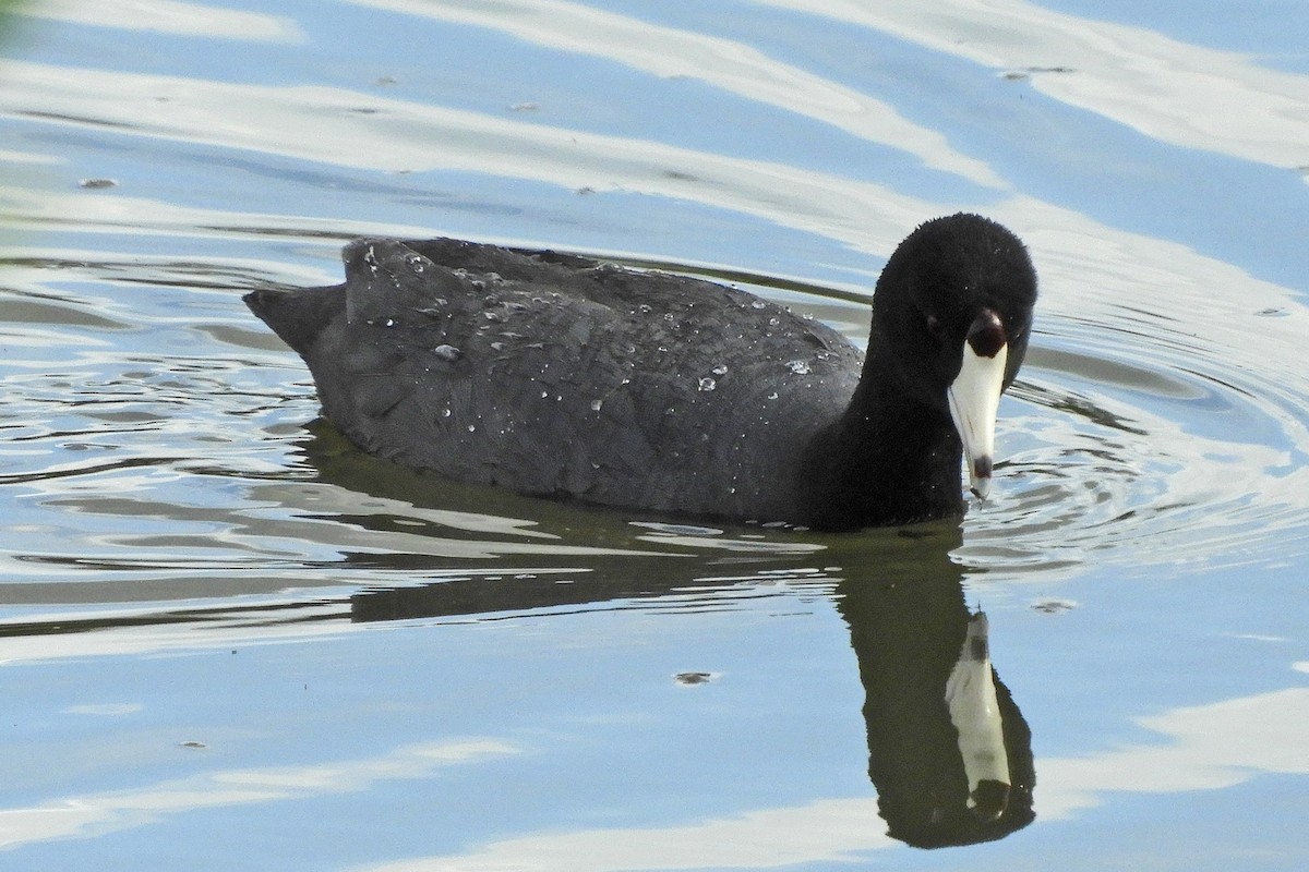 American Coot - Georgia Gerrior