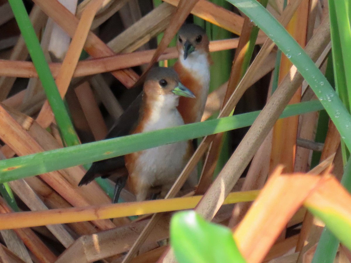 Rusty-flanked Crake - ML583127211