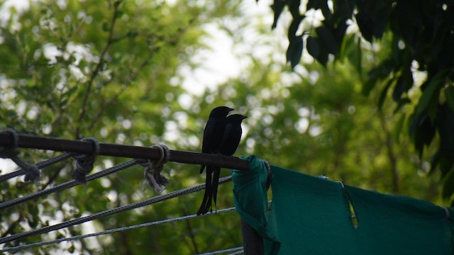 Black Drongo - ML583128071