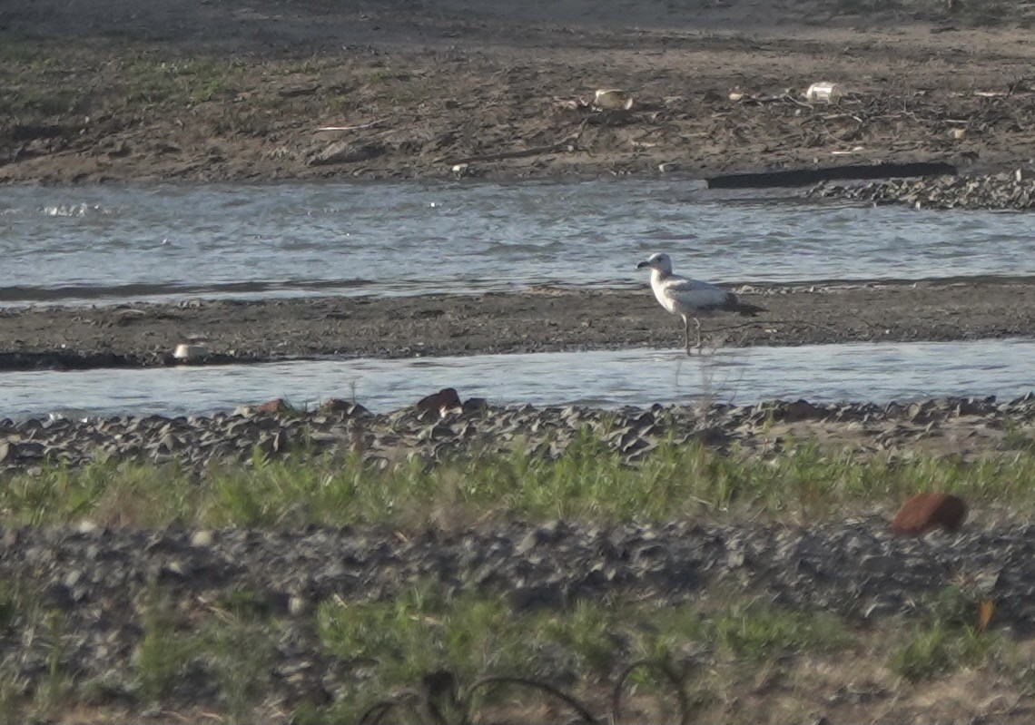 Herring Gull (Mongolian) - ML583129561