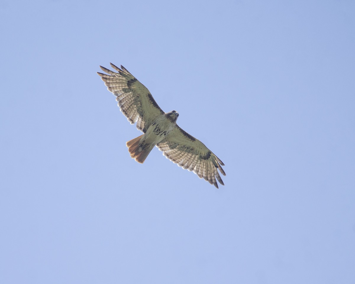 Red-tailed Hawk - Kai Migues