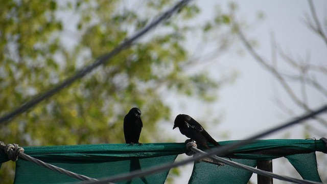 Black Drongo - ML583131211