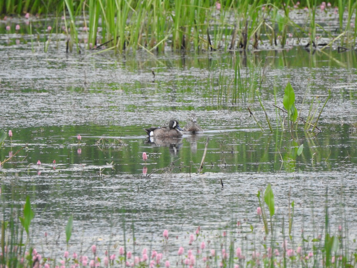 Blue-winged Teal - ML583131641