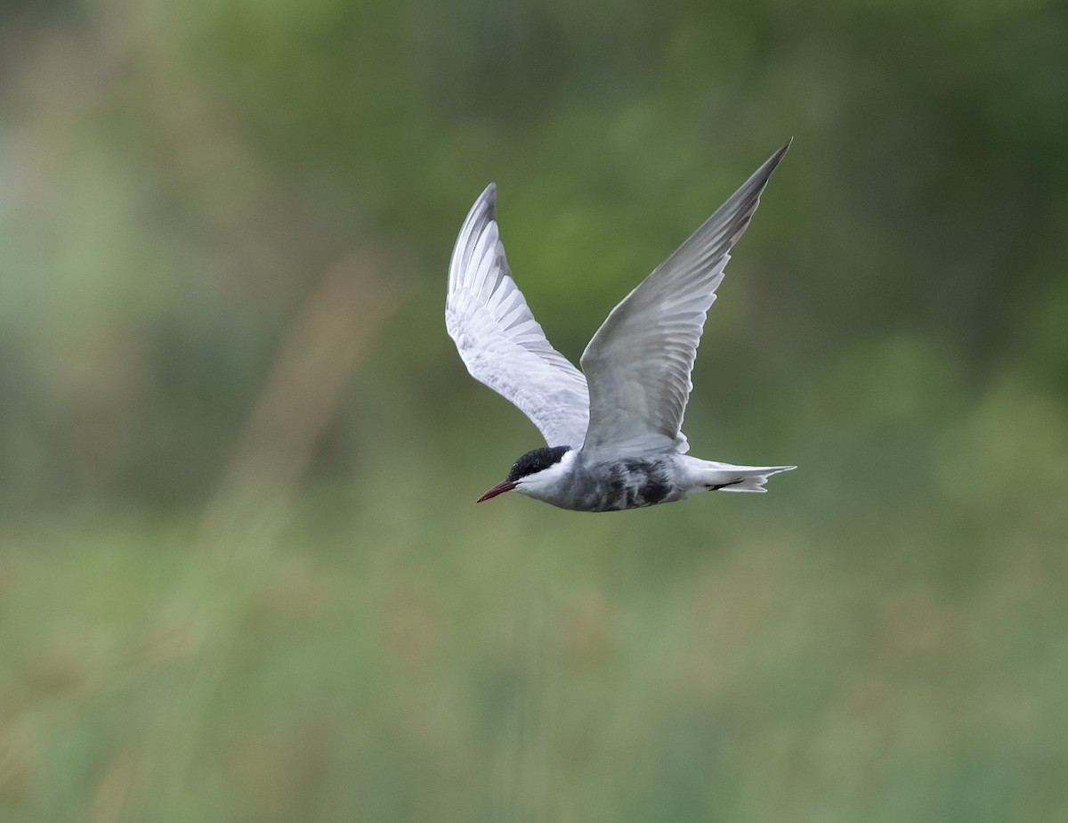 Whiskered Tern - ML583133031