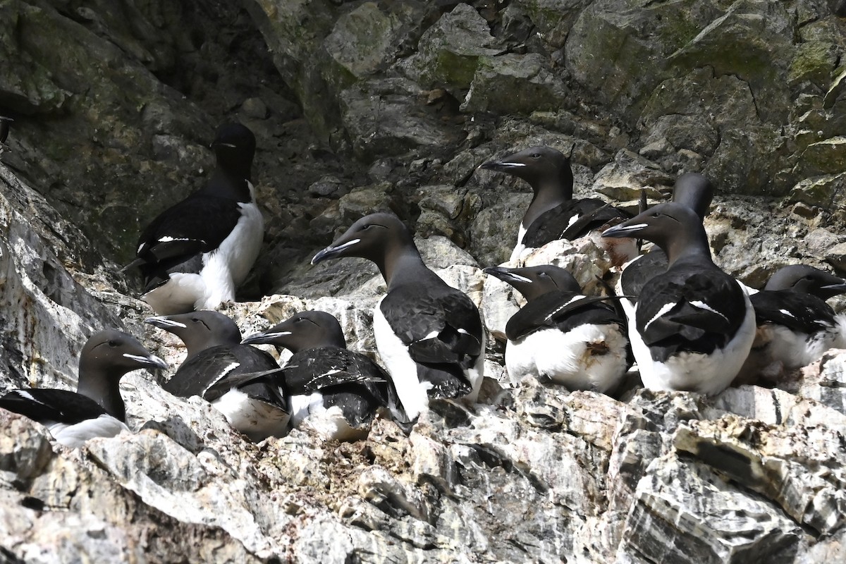 Guillemot de Brünnich - ML583135431