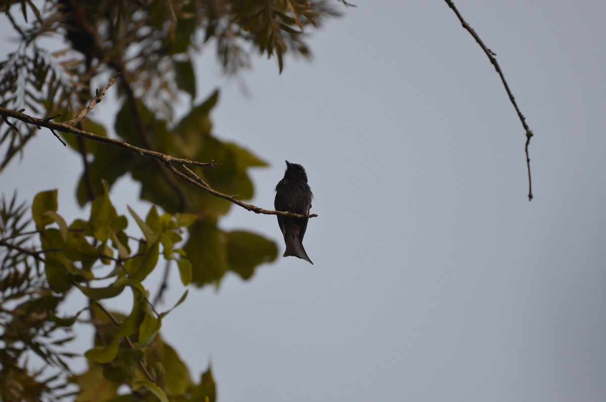 Drongo Bronceado - ML583135791