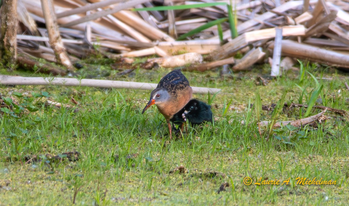 Virginia Rail - ML583136111