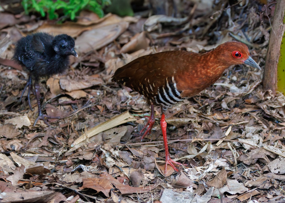 Red-legged Crake - ML583136581