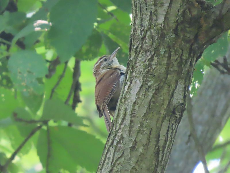 Carolina Wren - ML583137431