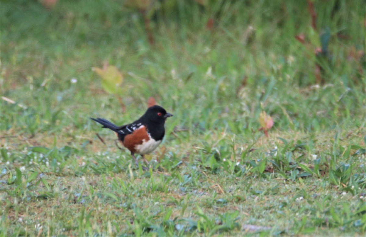 Spotted Towhee - Robert McCormick