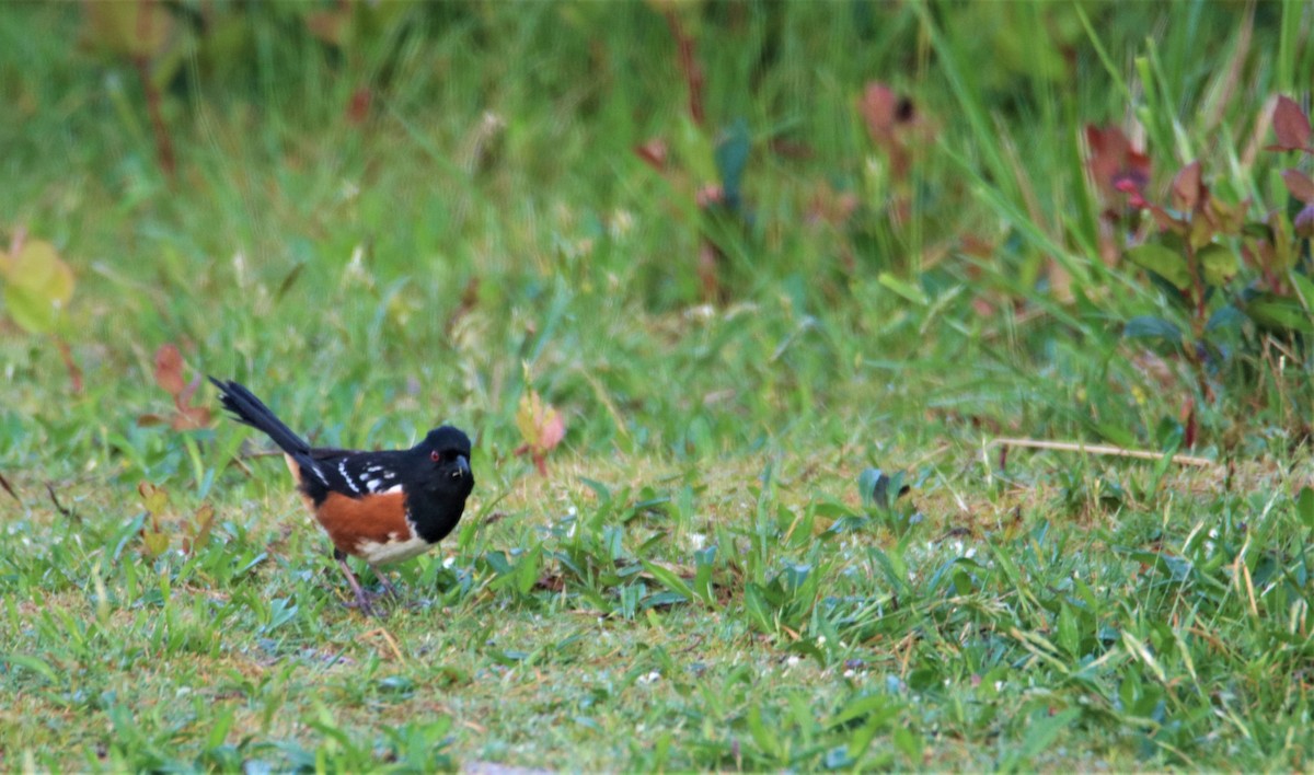 Spotted Towhee - Robert McCormick