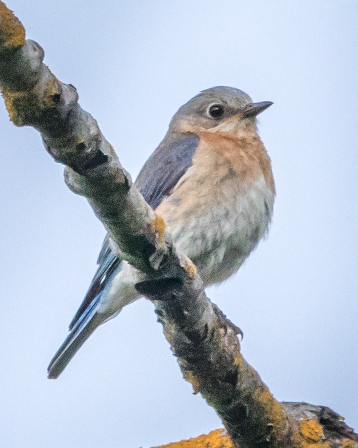 Eastern Bluebird - Edward  Muennich