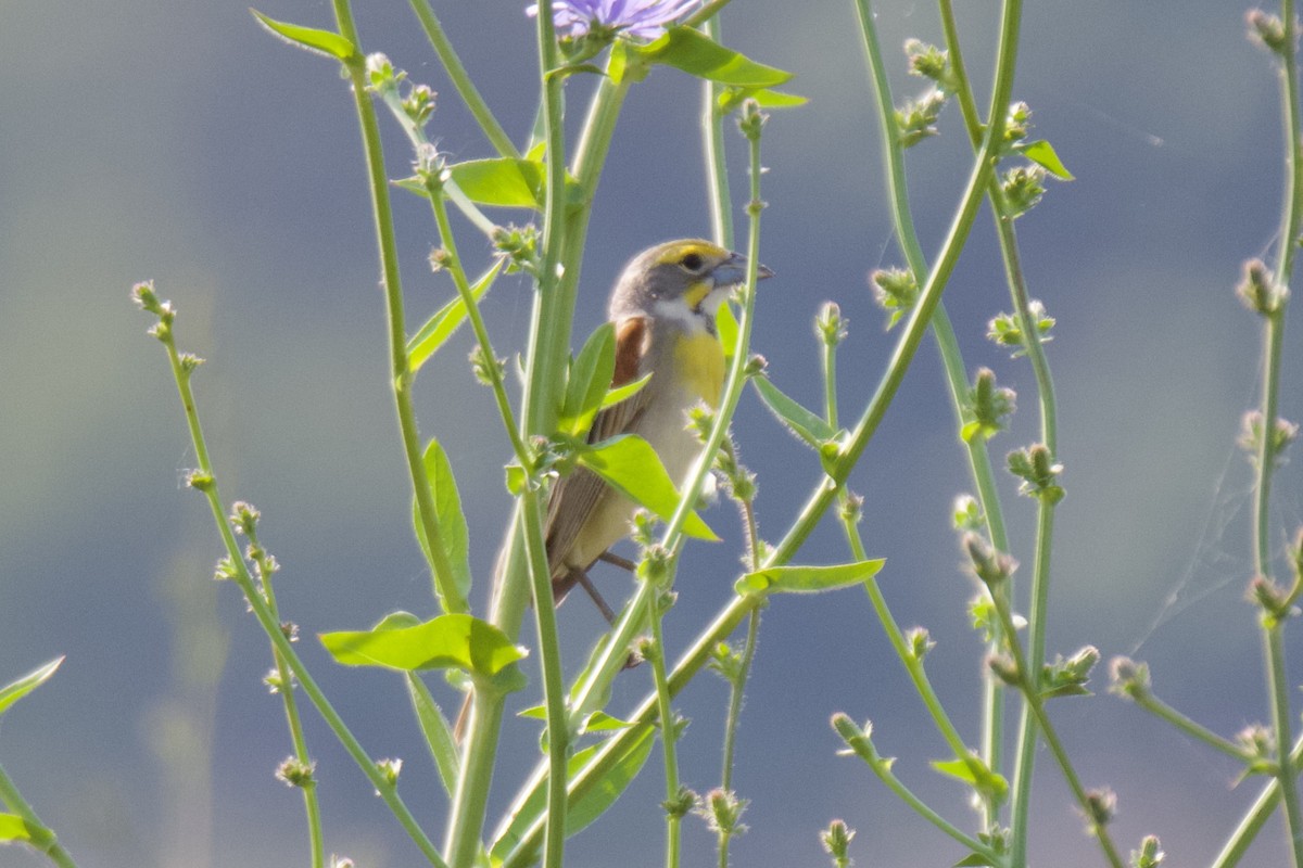 Dickcissel - ML583139141