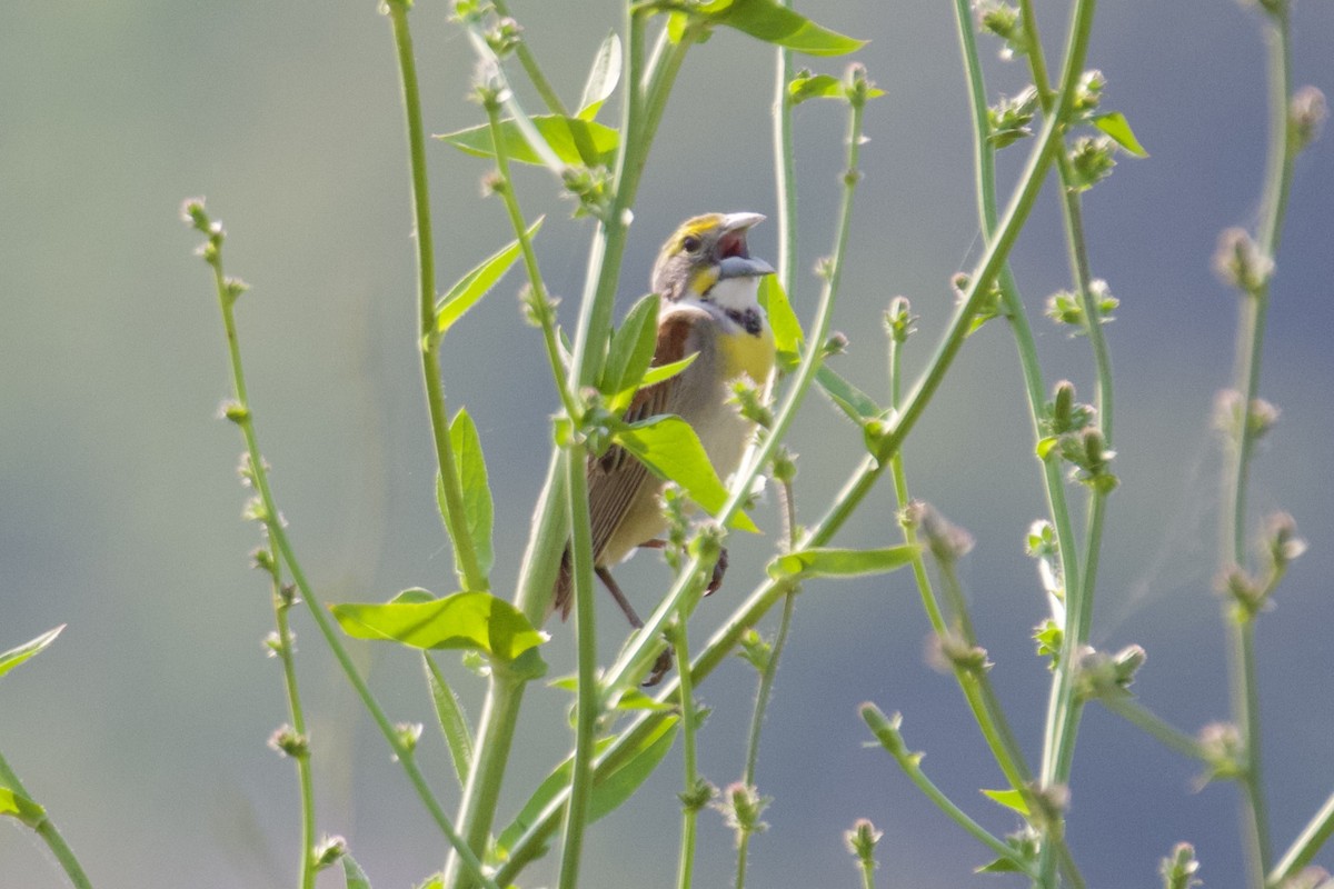 Dickcissel - ML583139151