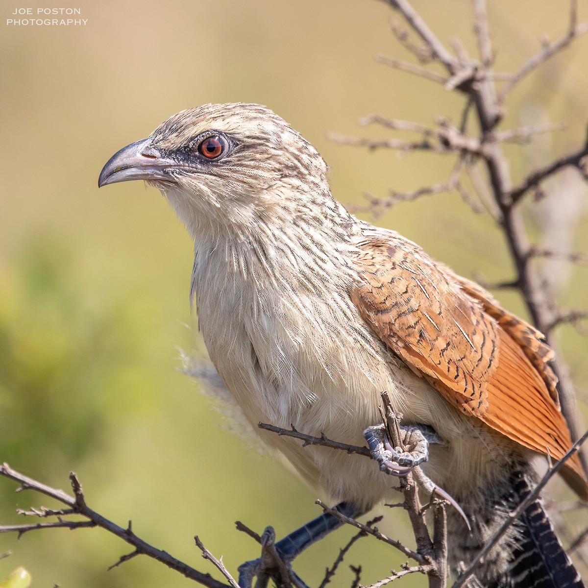 Coucal à sourcils blancs - ML583139831