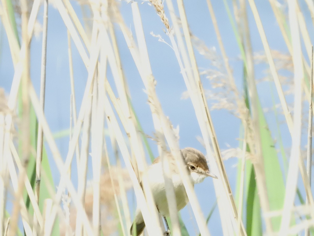 Common Reed Warbler - ML583140681