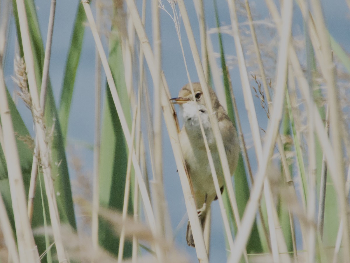Common Reed Warbler - ML583140691