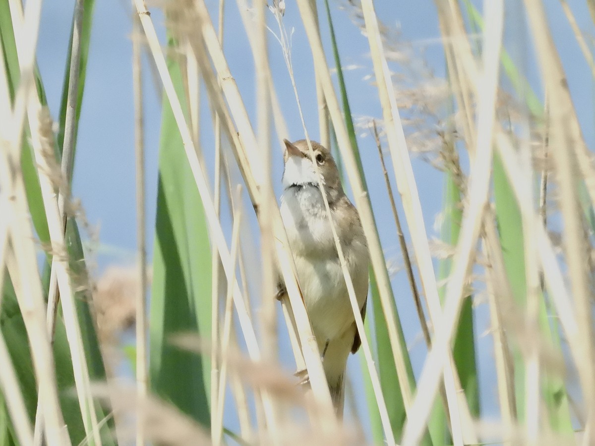 Common Reed Warbler - ML583140701