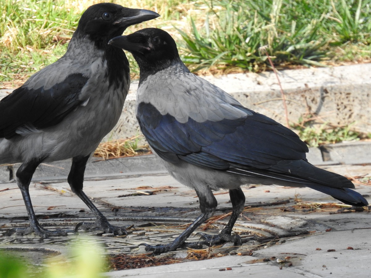 Hooded Crow - ML583141191