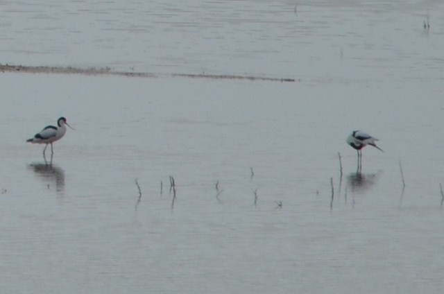 Avocette élégante - ML58314191