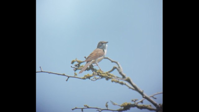 Greater Whitethroat - ML583142141