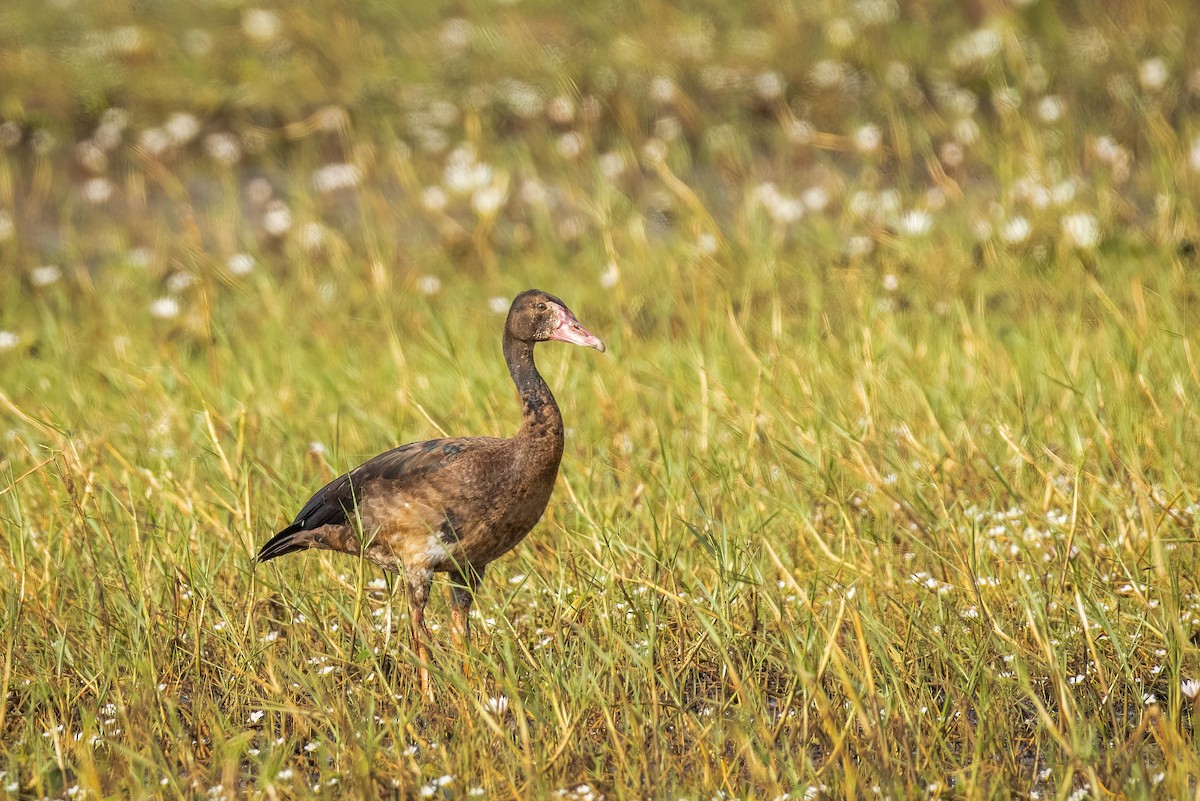 Spur-winged Goose - ML583142531