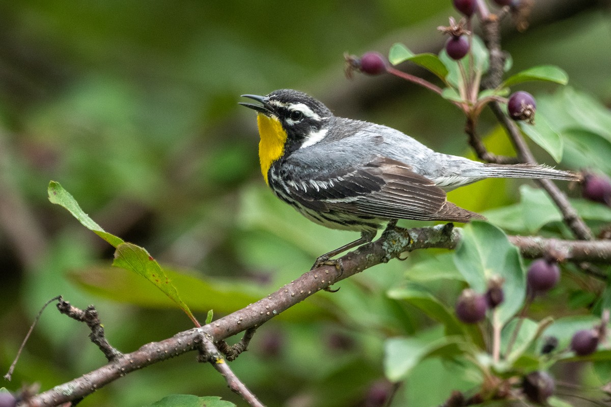Yellow-throated Warbler - Jim Majure