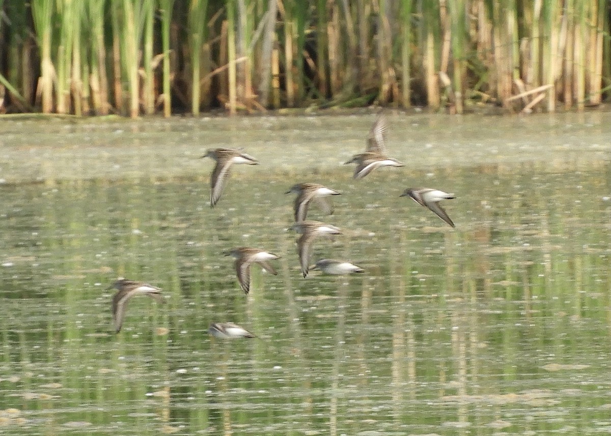 Semipalmated Sandpiper - ML583144841