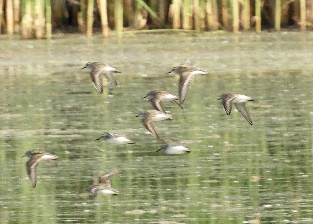 Semipalmated Sandpiper - ML583144851