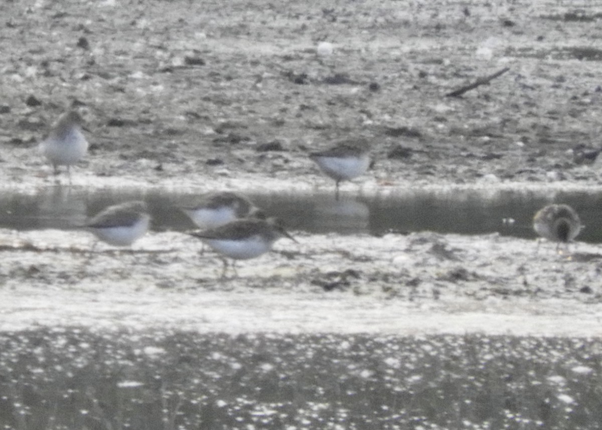 Semipalmated Sandpiper - ML583144861