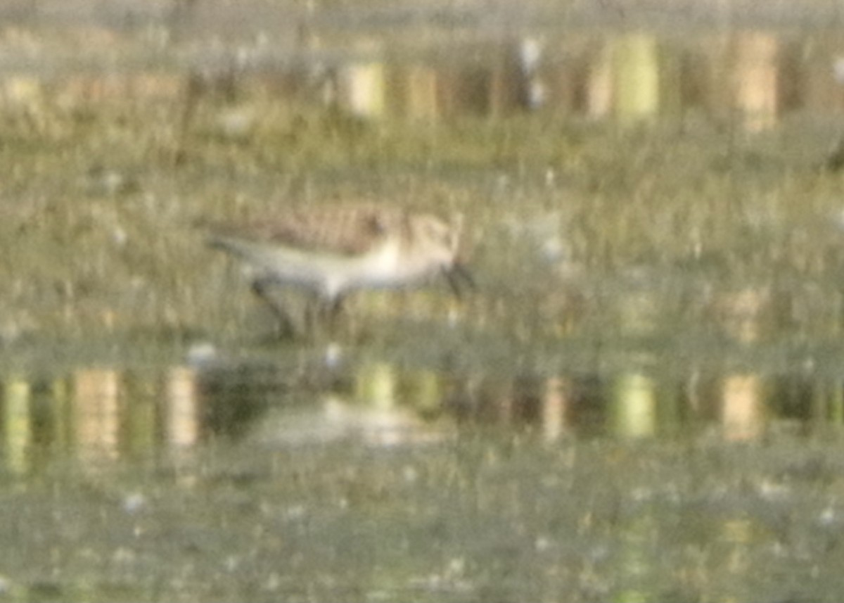 Semipalmated Sandpiper - ML583144871