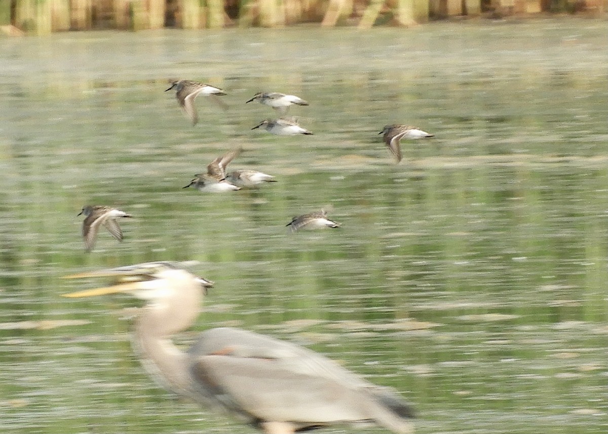 Semipalmated Sandpiper - ML583144881