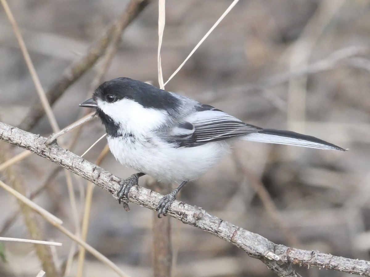 Black-capped Chickadee - ML583145591