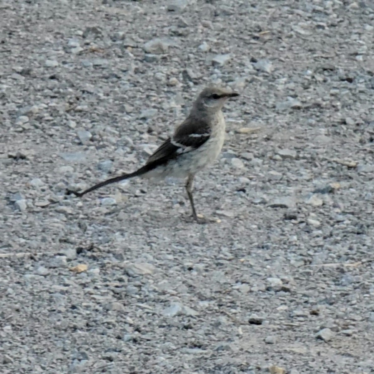 Northern Mockingbird - ML583145661