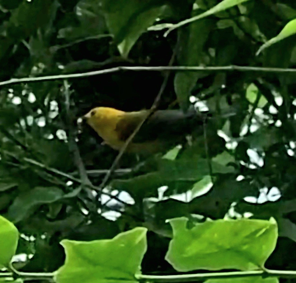 Prothonotary Warbler - ML583145701