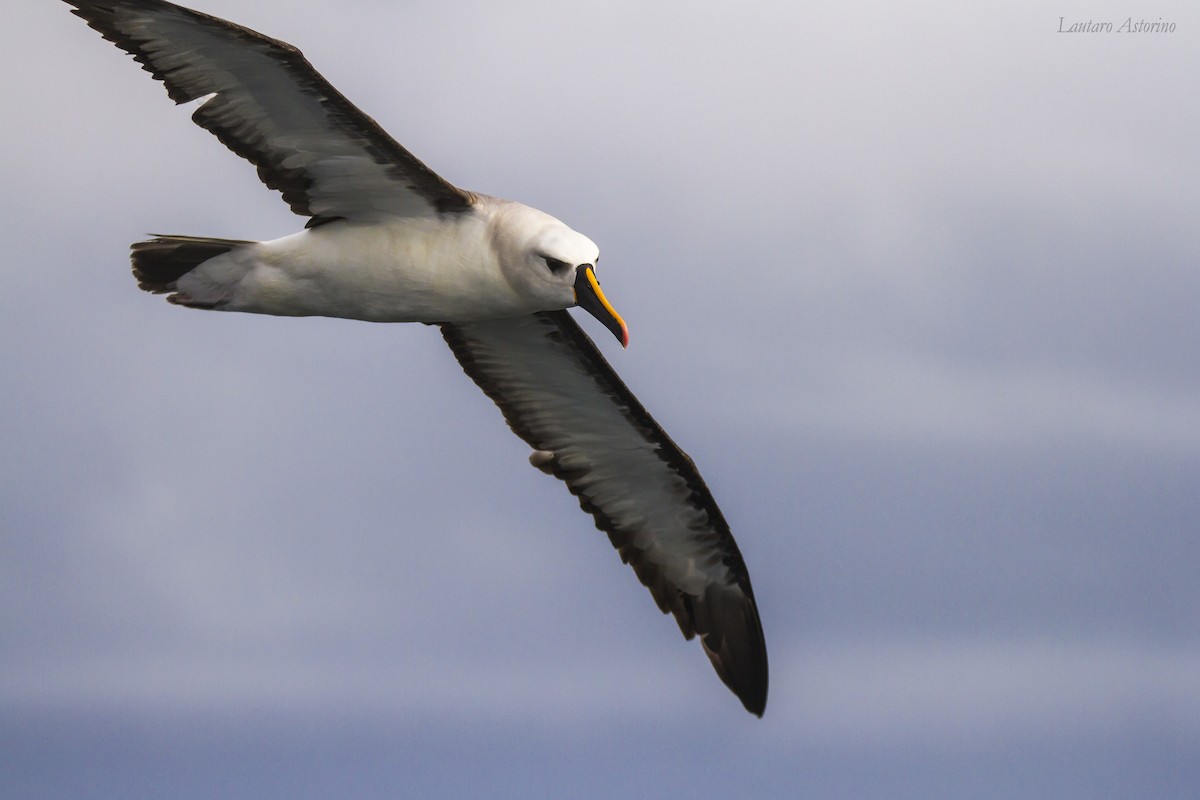 Albatros Picofino Atlántico - ML58314601